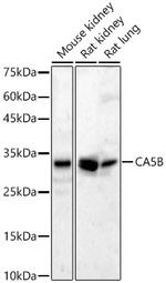 Carbonic Anhydrase VB Antibody in Western Blot (WB)