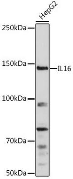 IL-16 Polyclonal Antibody