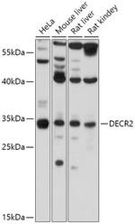 DECR2 Polyclonal Antibody