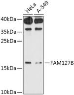 FAM127B Antibody in Western Blot (WB)