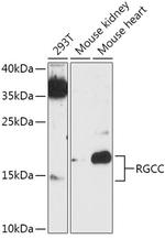 C13orf15 Polyclonal Antibody