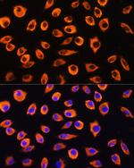 PCDHB4 Polyclonal Antibody