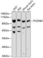 PCDHB4 Antibody in Western Blot (WB)