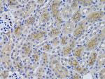 GGT1 Antibody in Immunohistochemistry (Paraffin) (IHC (P))