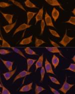 MRPL34 Polyclonal Antibody