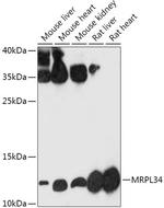 MRPL34 Antibody in Western Blot (WB)