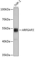ARFGAP2 Antibody in Western Blot (WB)