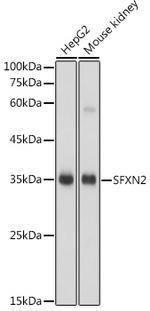 SFXN2 Antibody in Western Blot (WB)