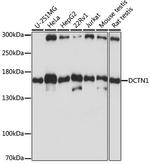 Dynactin 1 Polyclonal Antibody