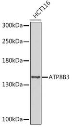 ATP8B3 Polyclonal Antibody
