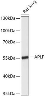 APLF Antibody in Western Blot (WB)