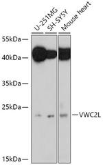 VWC2L Polyclonal Antibody