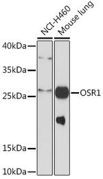 OSR1 Polyclonal Antibody