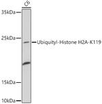 H2AK119ub Polyclonal Antibody
