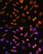 PEBP4 Polyclonal Antibody