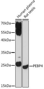 PEBP4 Antibody in Western Blot (WB)