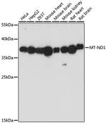 MT-ND1 Antibody in Western Blot (WB)