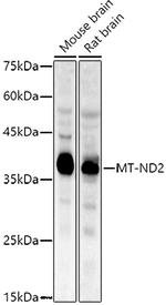 MT-ND2 Antibody in Western Blot (WB)