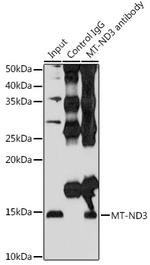 MT-ND3 Antibody in Immunoprecipitation (IP)