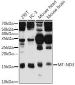 MT-ND3 Antibody in Western Blot (WB)
