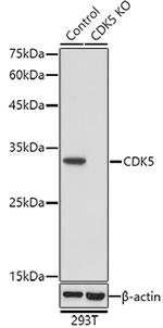 CDK5 Polyclonal Antibody
