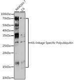Ub-K6 Polyclonal Antibody