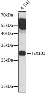 TEX101 Antibody in Western Blot (WB)