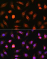 PML-5 Antibody in Immunocytochemistry (ICC/IF)