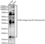 Ub-K48 Antibody in Western Blot (WB)