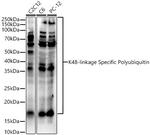 Ub-K48 Antibody in Western Blot (WB)