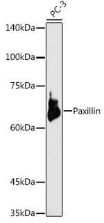 Paxillin Polyclonal Antibody