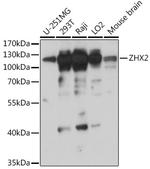 ZHX2 Polyclonal Antibody