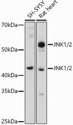 JNK1/JNK2 Polyclonal Antibody