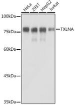 TXLNA Antibody in Western Blot (WB)