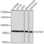 SLC5A3 Polyclonal Antibody