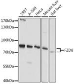 FZD8 Polyclonal Antibody
