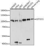 GTF3C3 Antibody in Western Blot (WB)