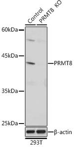 PRMT8 Polyclonal Antibody