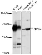 REPIN1 Polyclonal Antibody