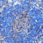 SERC1 Polyclonal Antibody