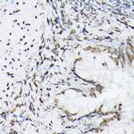 Histone H1T Antibody in Immunohistochemistry (Paraffin) (IHC (P))
