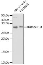 Histone H1T Antibody in Western Blot (WB)