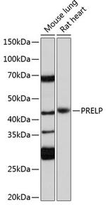 PRELP Polyclonal Antibody