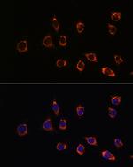 DJ-1 Polyclonal Antibody