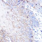DJ-1 Antibody in Immunohistochemistry (Paraffin) (IHC (P))