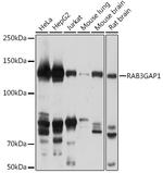 RAB3GAP1 Polyclonal Antibody