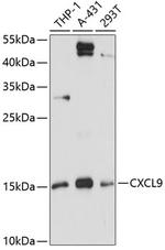 CXCL9 (MIG) Polyclonal Antibody