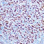 Caspase 1 Antibody in Immunohistochemistry (Paraffin) (IHC (P))