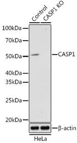 Caspase 1 Antibody in Western Blot (WB)