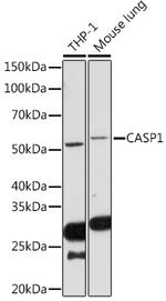 Caspase 1 Antibody in Western Blot (WB)